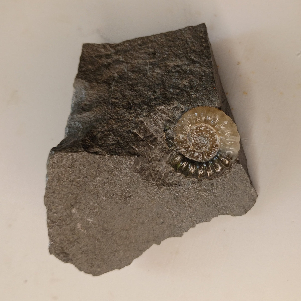 Promicroceras sp. - English ammonite #E-005