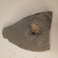 Promicroceras sp. - English ammonite #E-004
