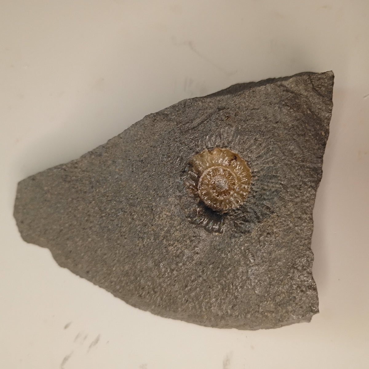 Promicroceras sp. - English ammonite #E-004
