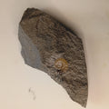 Promicroceras sp. - English ammonite #E-003