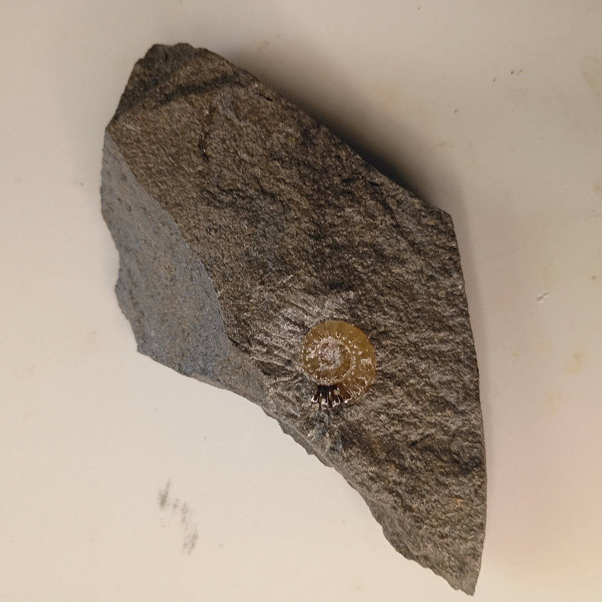 Promicroceras sp. - English ammonite #E-003
