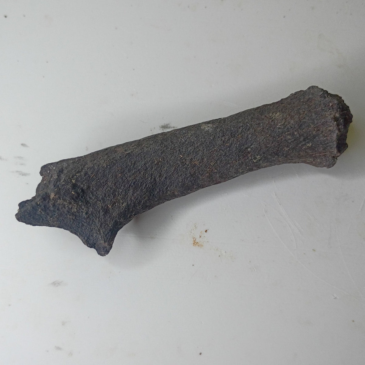 Fossilized Deer Antler