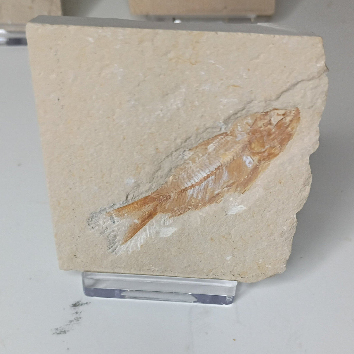 Armigatus brevissimus - Lebanese fish fossil #L-005