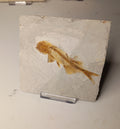 Lycoptera sp. - Chinese fish fossil