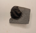 Eldredgeops milleri - Ohio trilobite