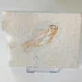 Armigatus brevissimus - Lebanese fish fossil #L-006