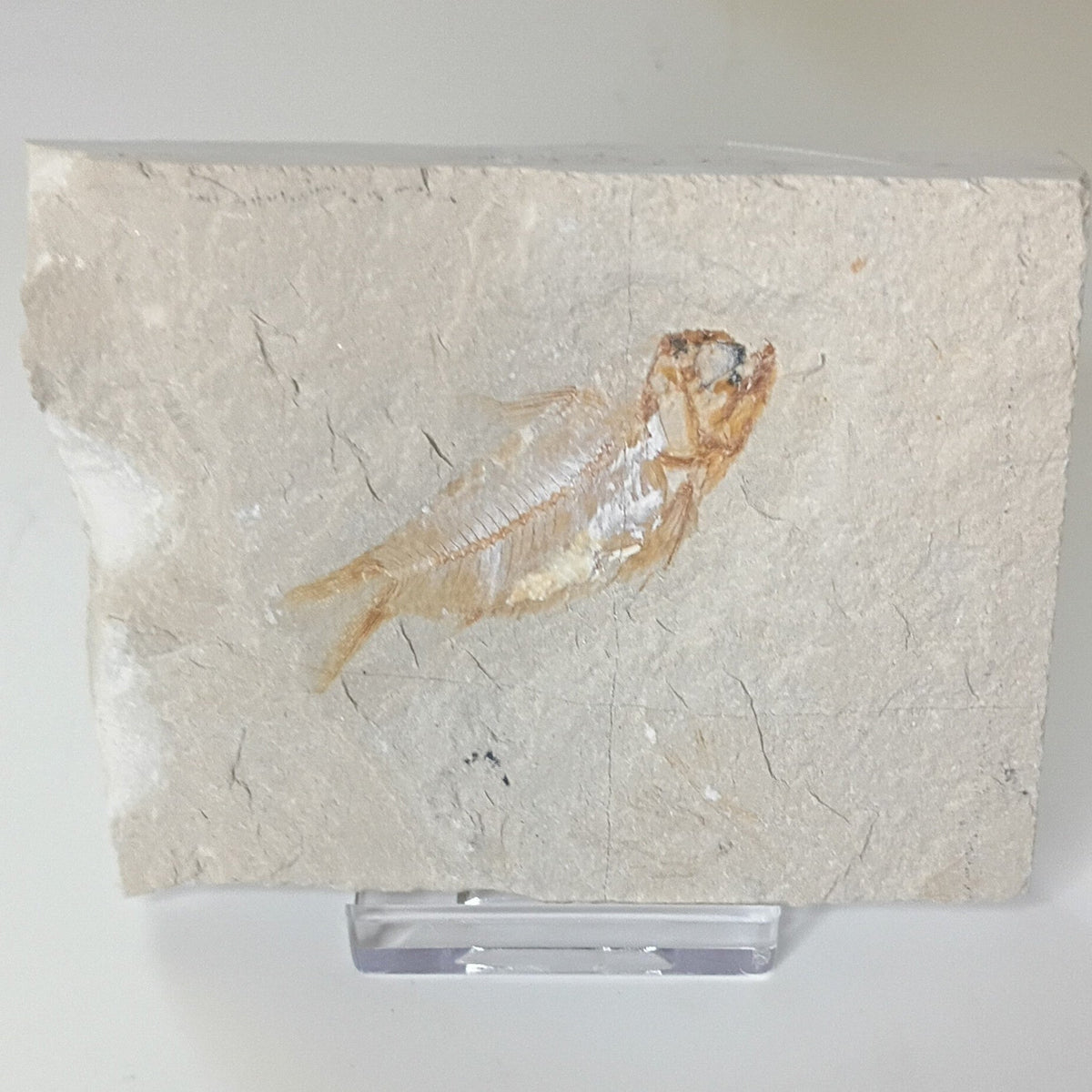 Armigatus brevissimus - Lebanese fish fossil #L-006