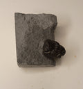Eldredgeops milleri - Ohio trilobite
