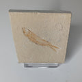 Armigatus brevissimus - Lebanese fish fossil #L-004