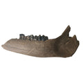Bison priscus - Chinese Steppe Bison Jaw Fossil