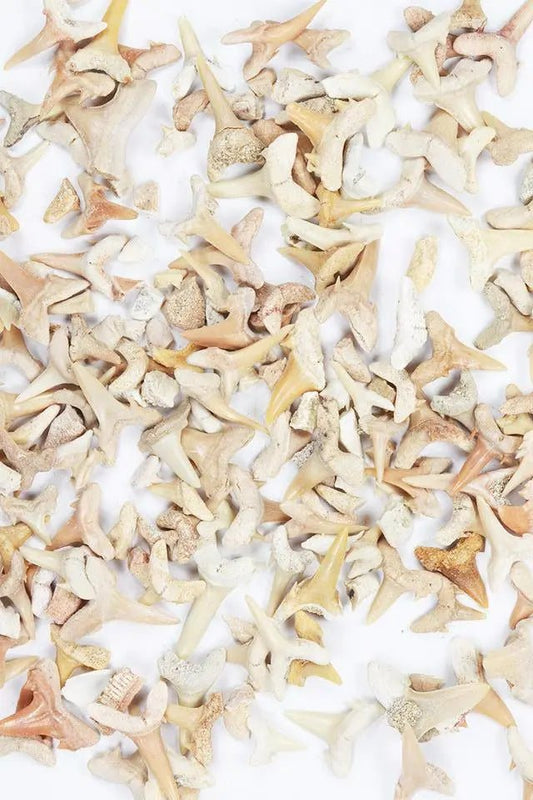 Sand Shark Tooth Fossil - Fossil from Stemcell Science Shop