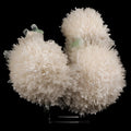 Scolecite Huge Spray on Green Apophyllite Cube Natural Mineral Specimen #5667