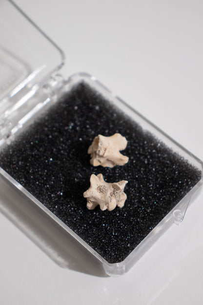 Sea Snake Vertebrae Fossil Fossil Stemcell Science Shop