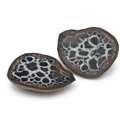 Septarian Nodules