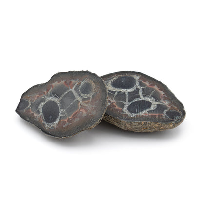 Septarian Nodules