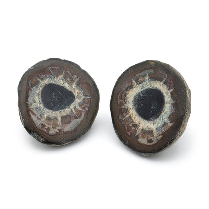 Septarian Nodules