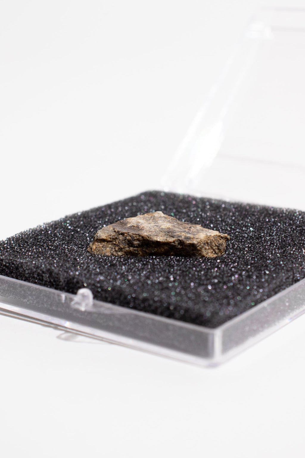 Shatter Cone, Small shattercone at Stemcell Science Shop