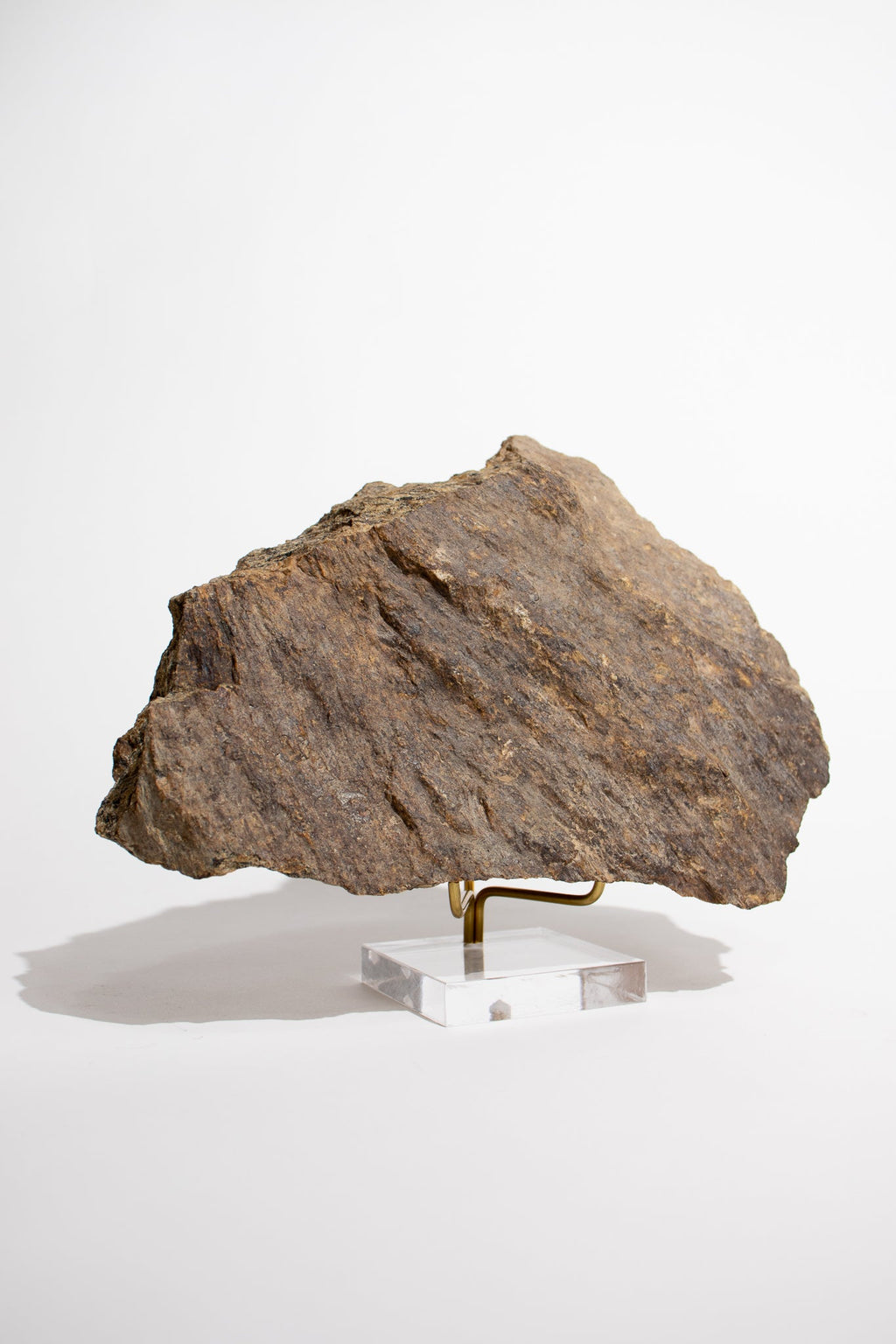 Shatter Cone, Large shattercone at Stemcell Science Shop