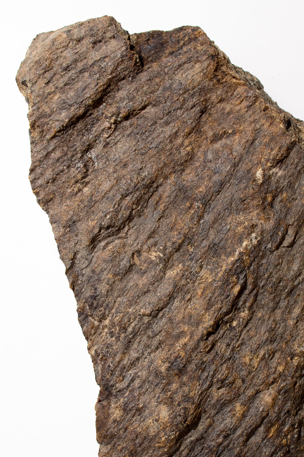 Shatter Cone, Small shattercone at Stemcell Science Shop