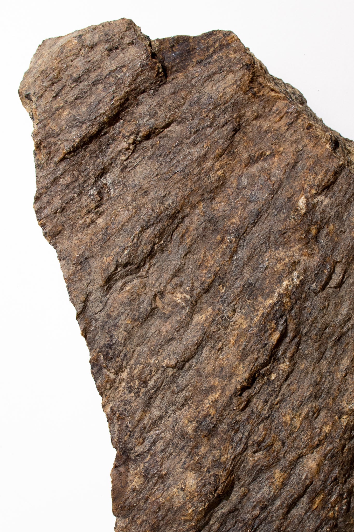 Shatter Cone, Small shattercone at Stemcell Science Shop