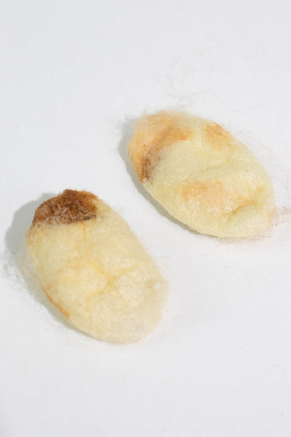 Silkworm Cocoons Natural Specimen Stemcell Science Shop