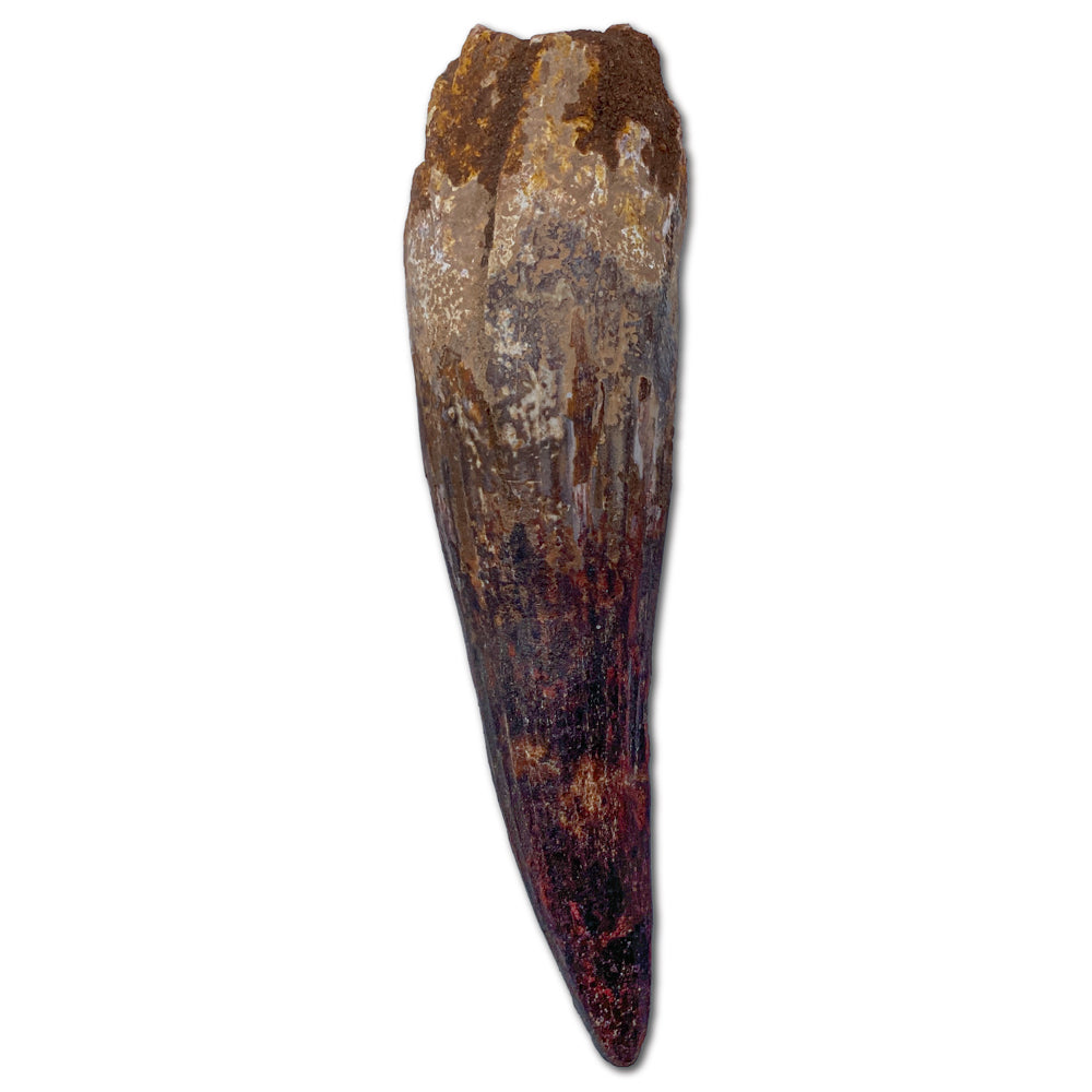 Spinosaurus Tooth - Classic Boxed Specimens