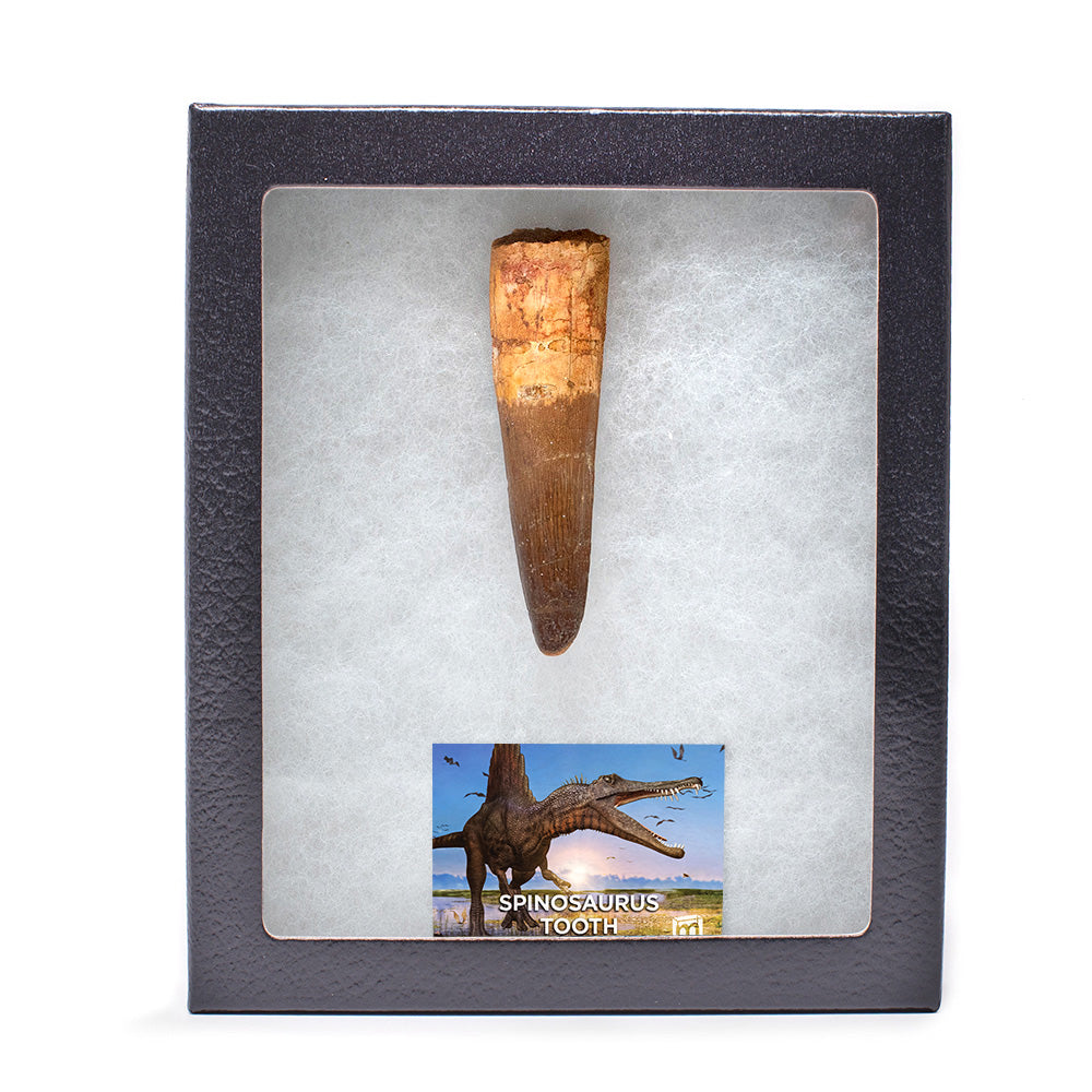 Spinosaurus Tooth - Classic Boxed Specimens