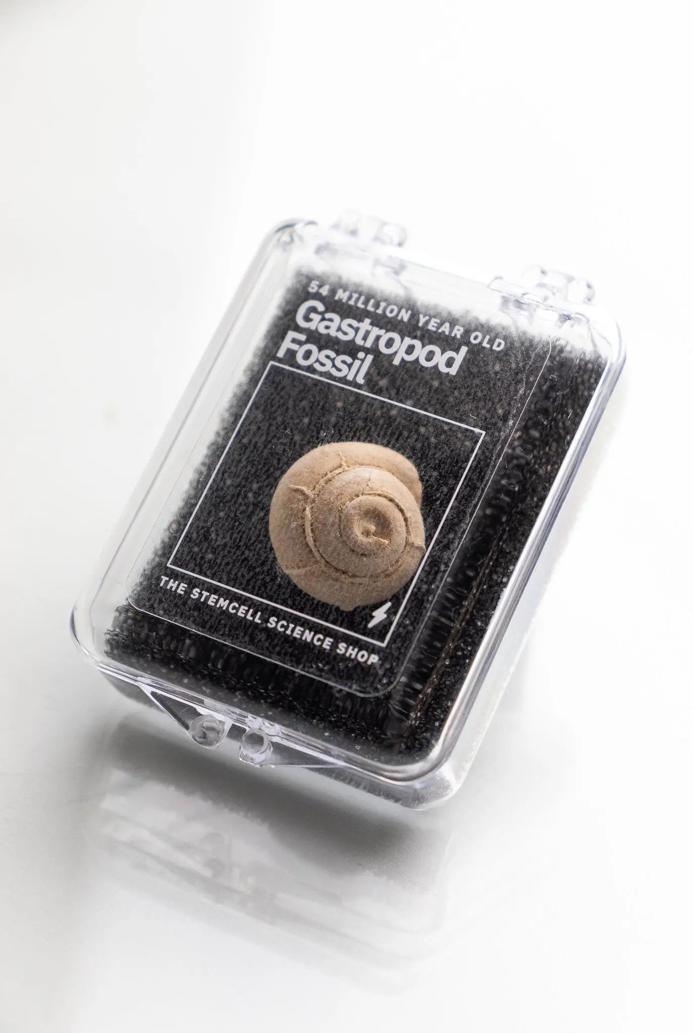 Spiral Gastropod Fossil Stemcell Science Shop