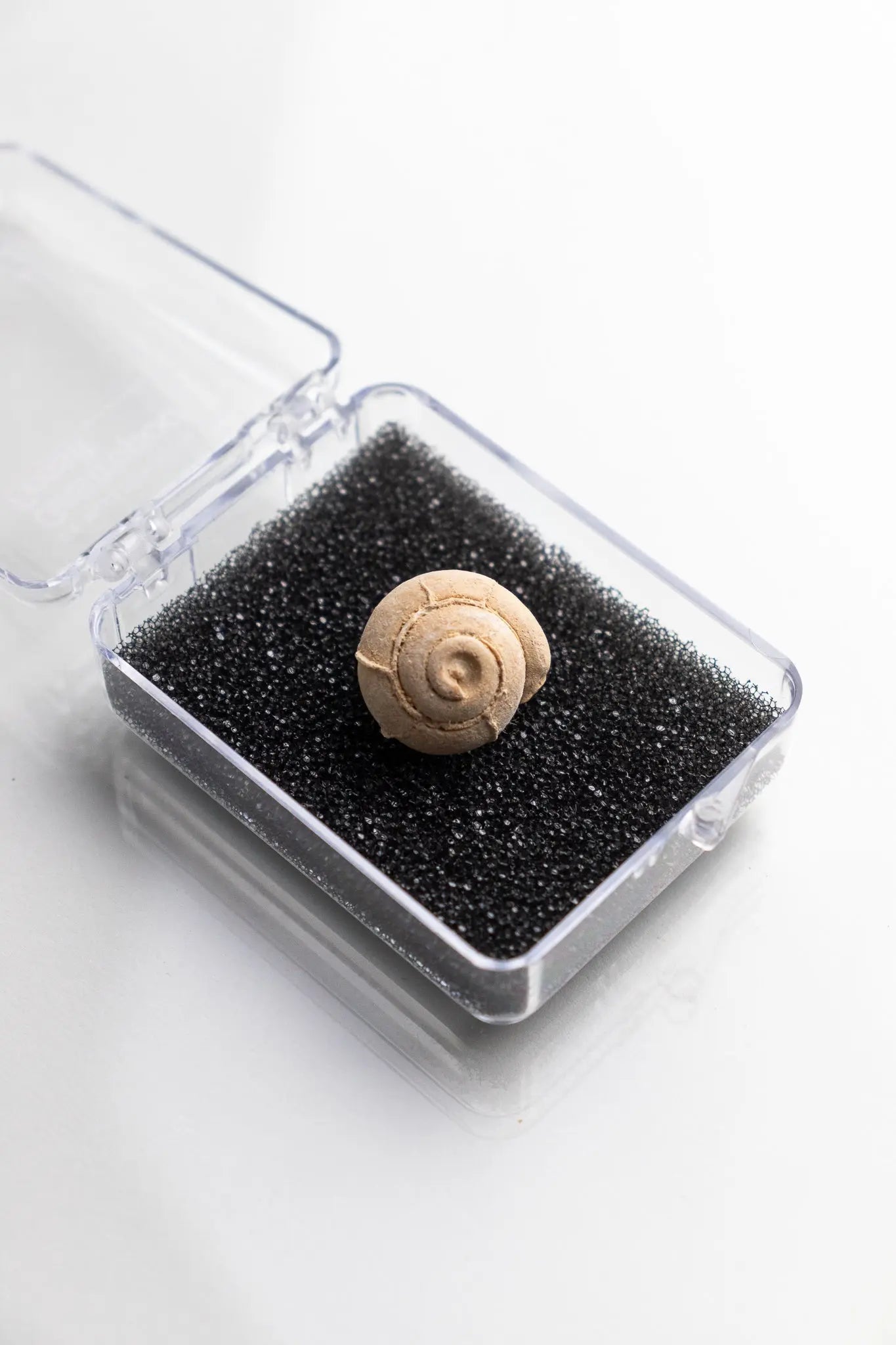 Spiral Gastropod Fossil Stemcell Science Shop