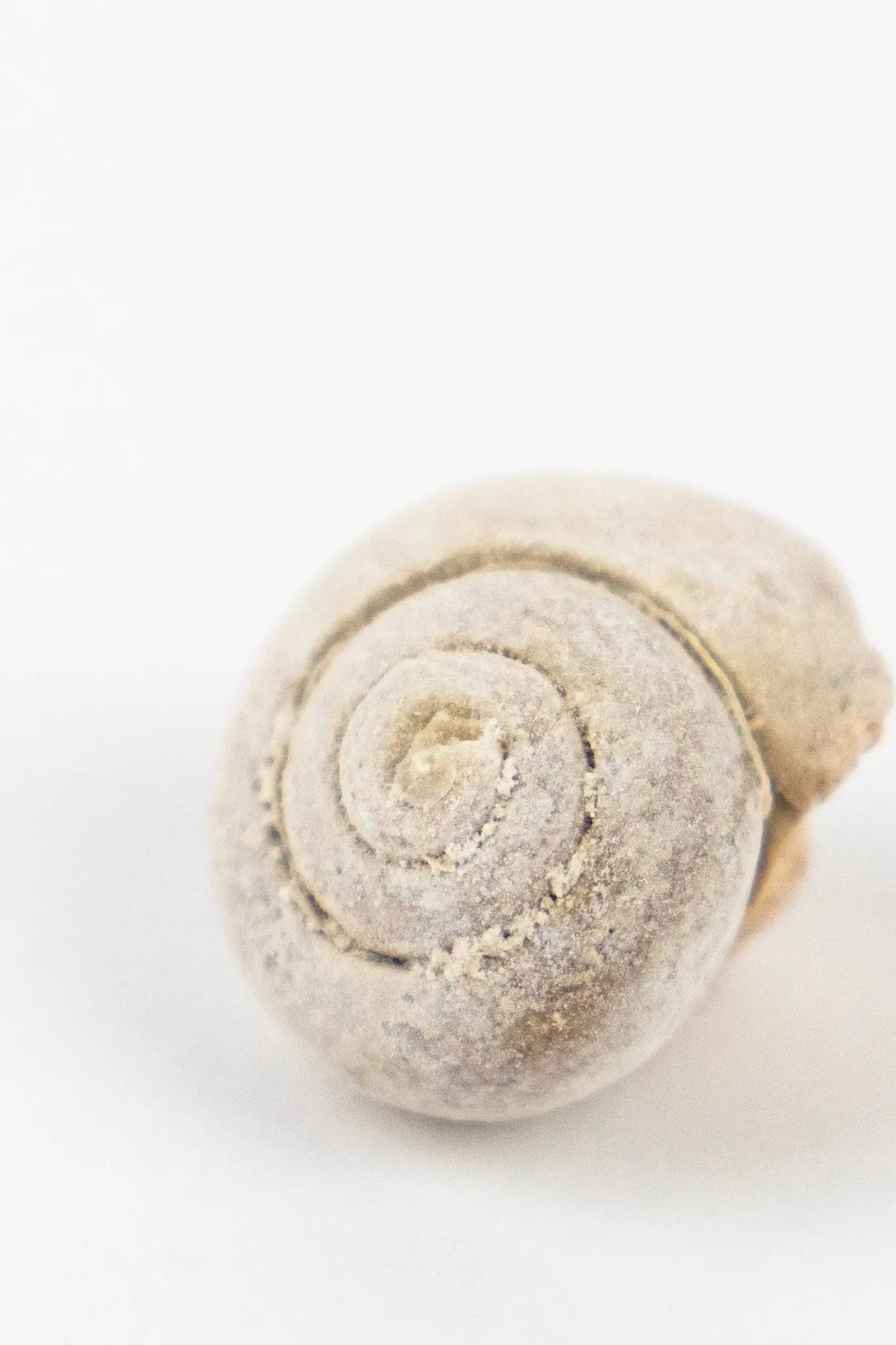 Spiral Gastropod Fossil Stemcell Science Shop