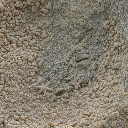 Fossil Sponge - Astraeospongia meniscus - 419,000,000 Years Old