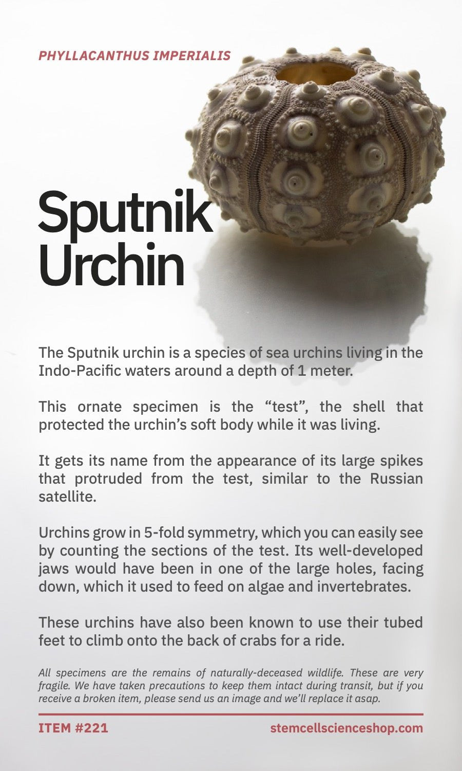 Sputnik Urchin Stemcell Science Shop