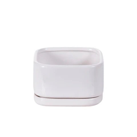 Square Ceramic Pot & Saucer Household Stemcell Science Shop