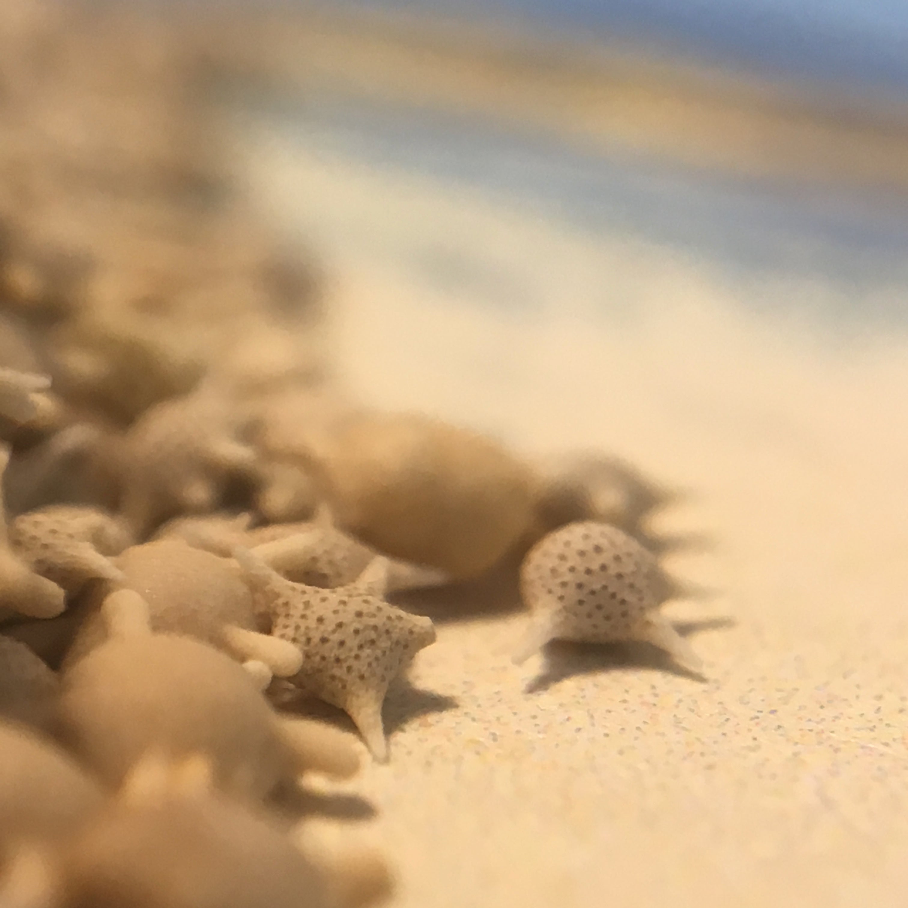 Japanese Star Sand