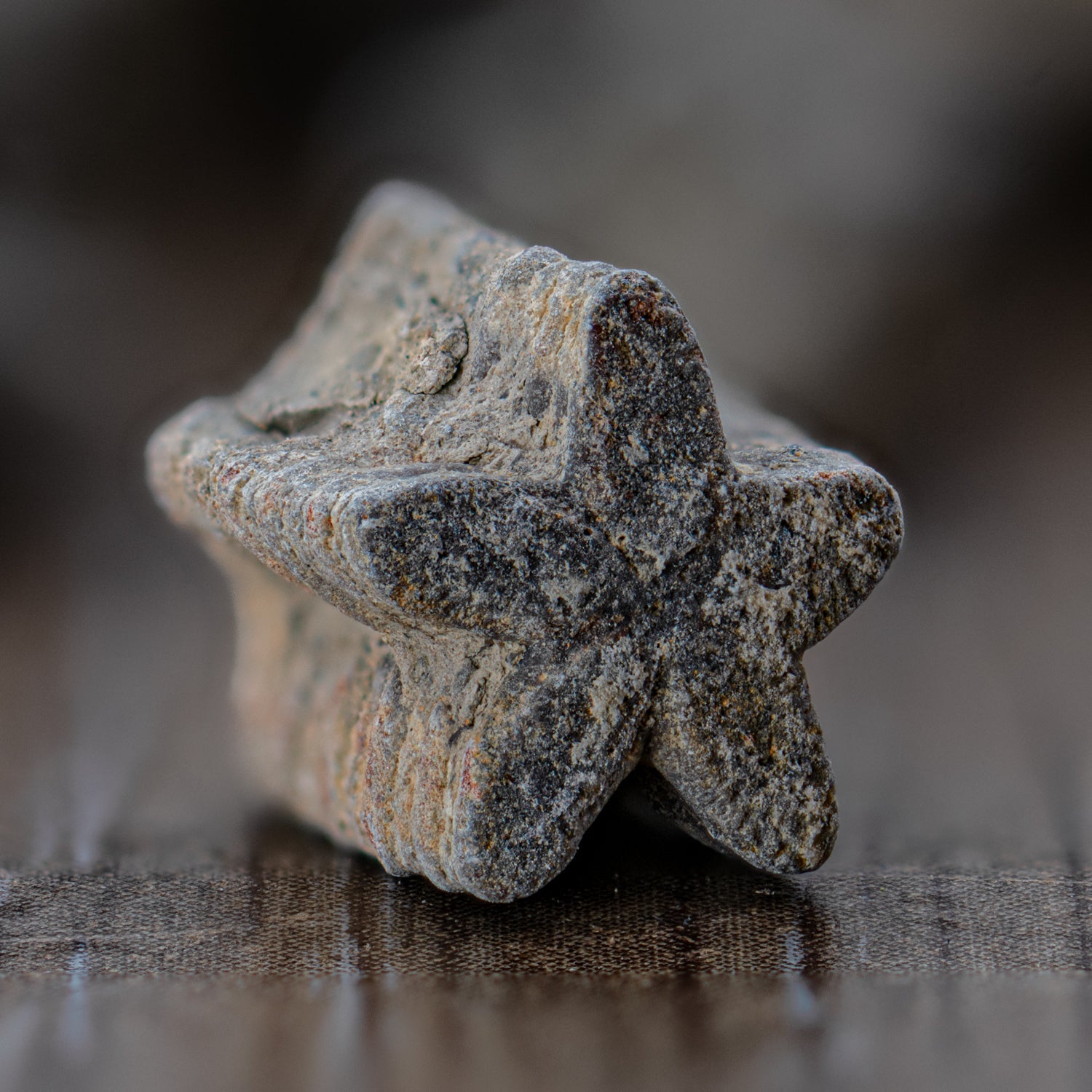 Crinoid 