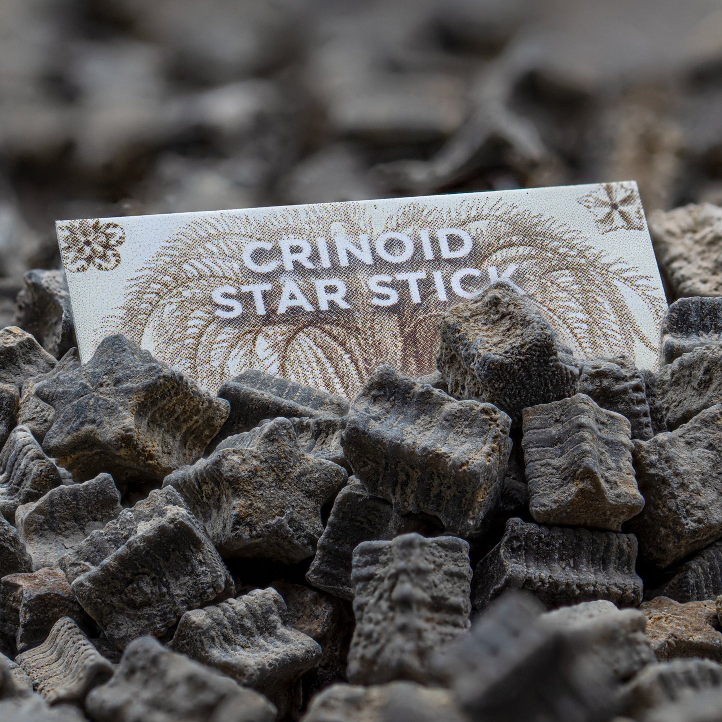 Crinoid "Star Stick" Pocket Fossil