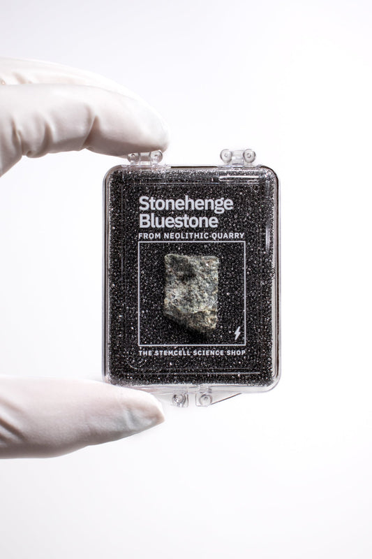 Stonehenge Quarry Fragment - Historic Artifacts from Stemcell Science Shop