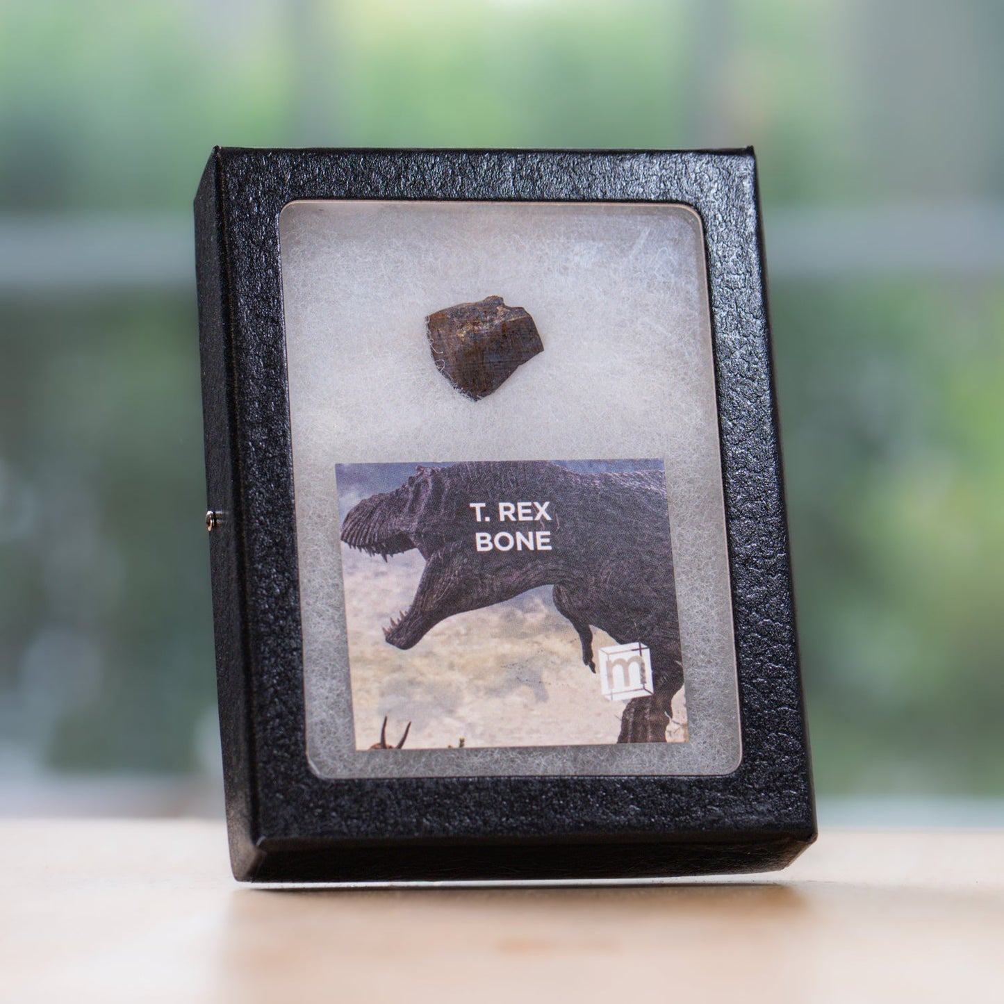 Tyrannosaurus Rex Bone