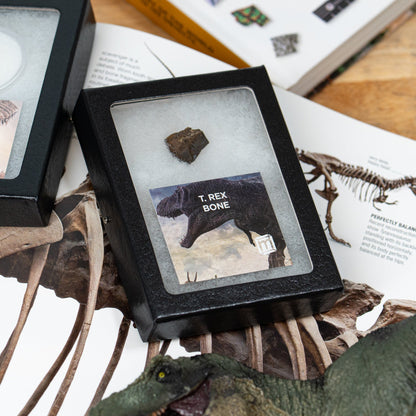 Tyrannosaurus Rex Bone