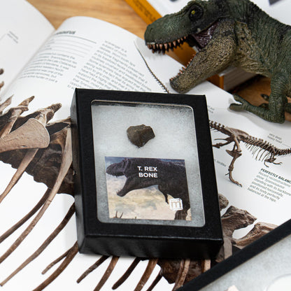 Tyrannosaurus Rex Bone