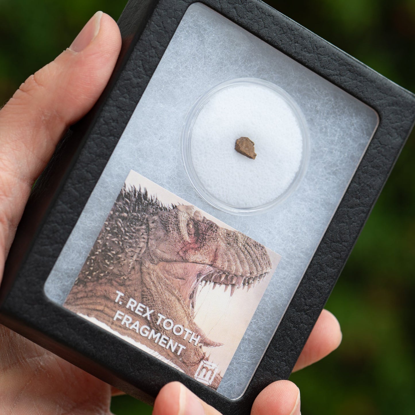 Tyrannosaurus Rex Tooth Fragment