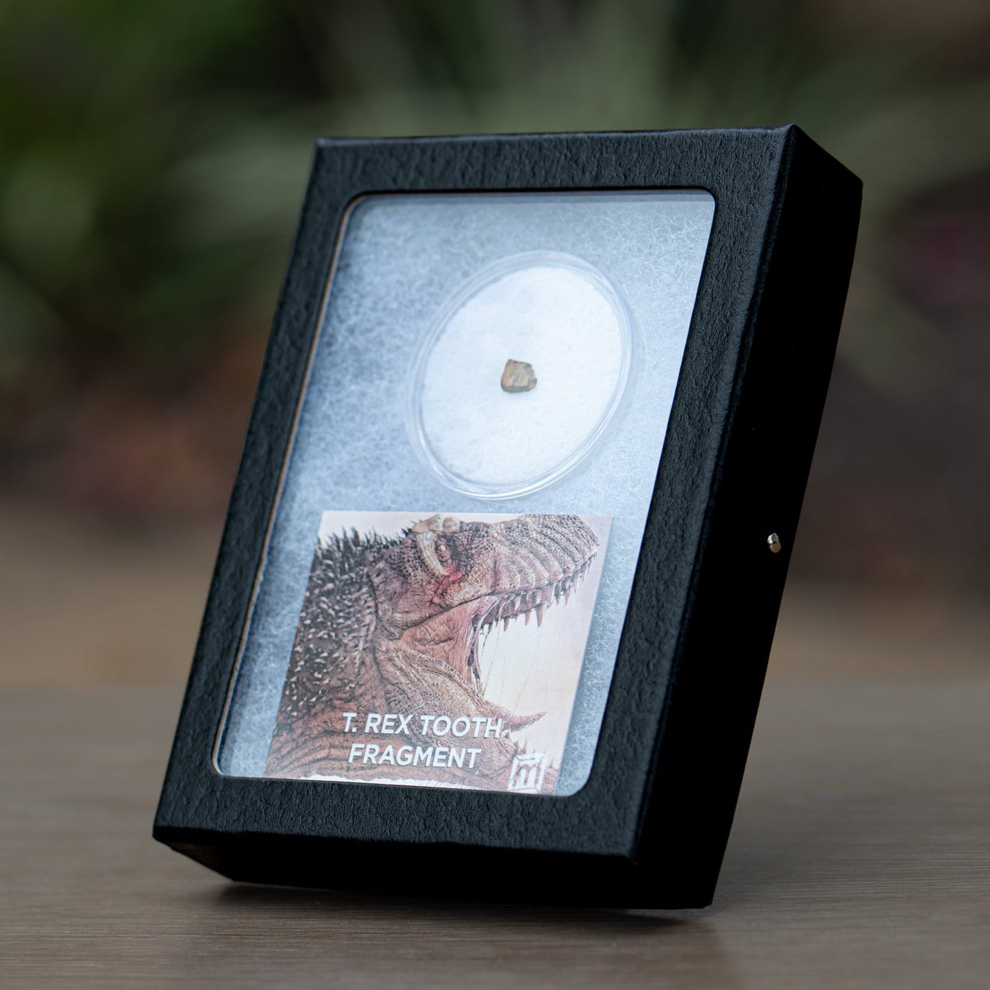 Tyrannosaurus Rex Tooth Fragment