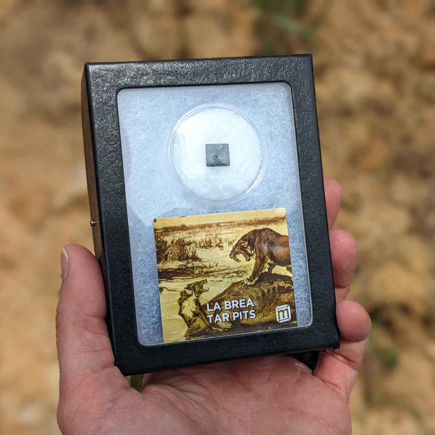 La Brea Tar Pit Riker Box Specimens