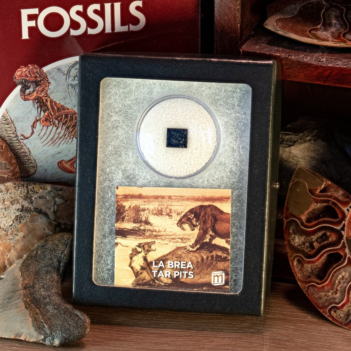 La Brea Tar Pit Riker Box Specimens