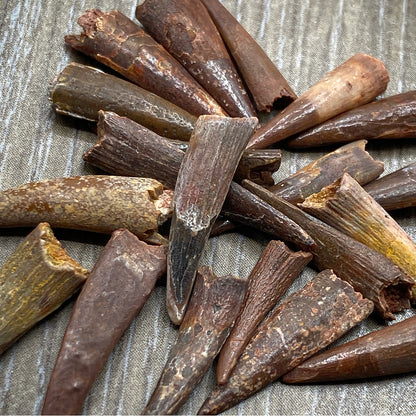 Pterosaur Tooth - Classic Riker Box Specimens