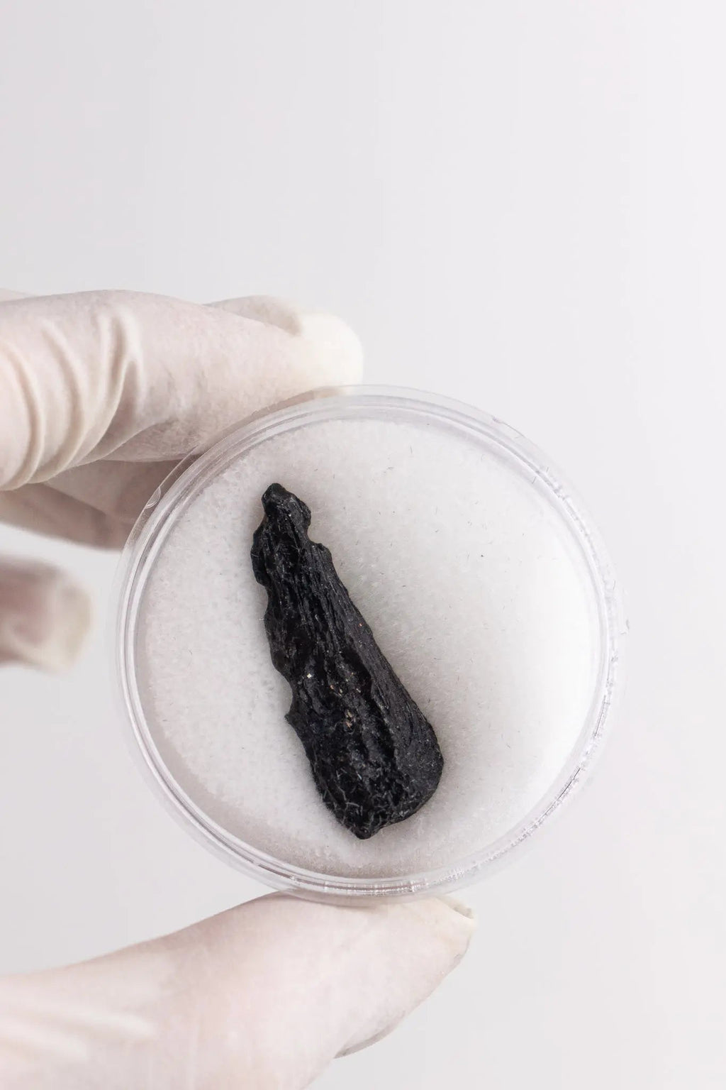 Tektite, One Large at Stemcell Science Shop
