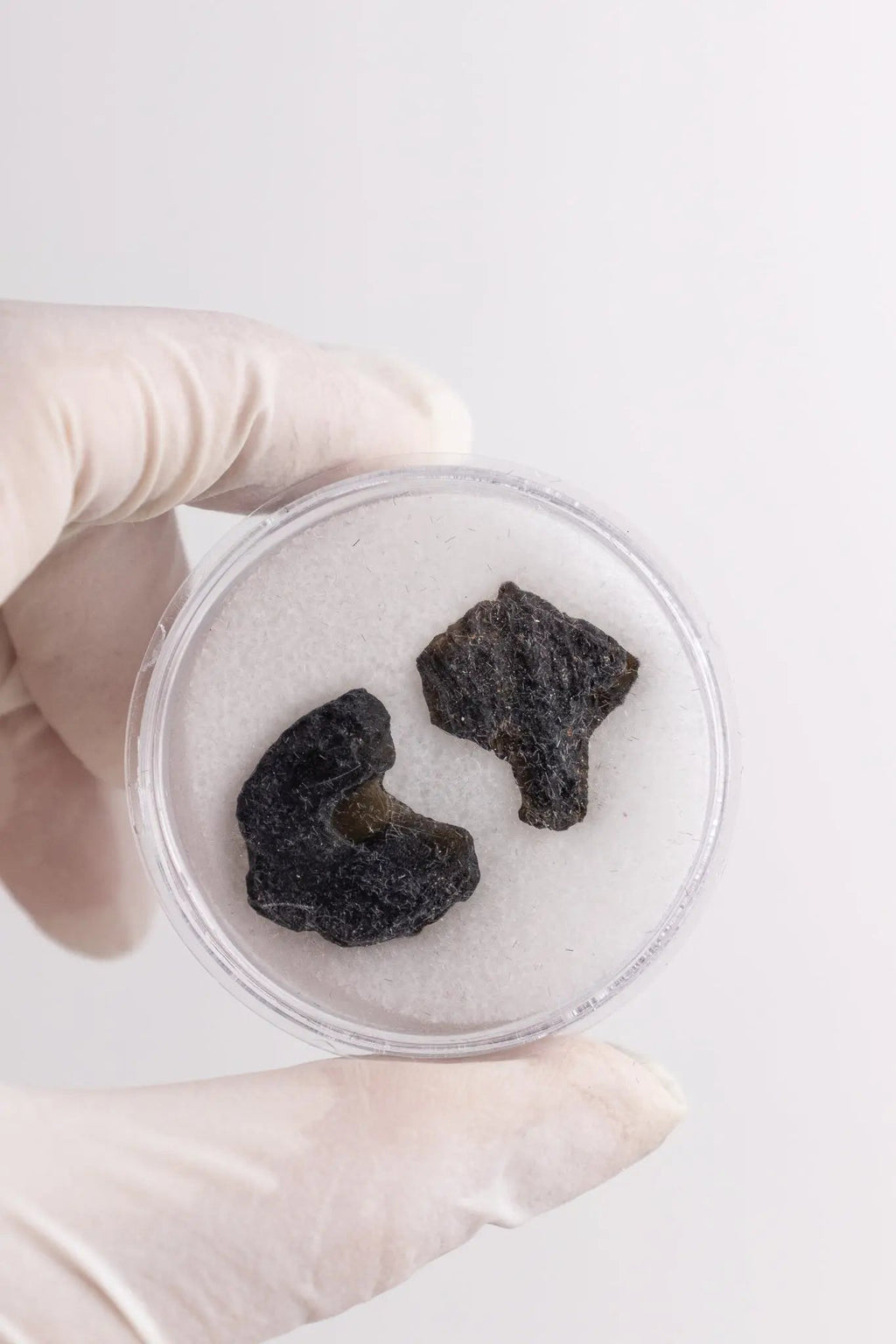 Tektite, Several Small at Stemcell Science Shop