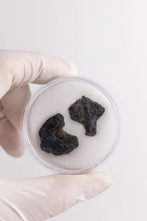 Tektite, Several Small at Stemcell Science Shop
