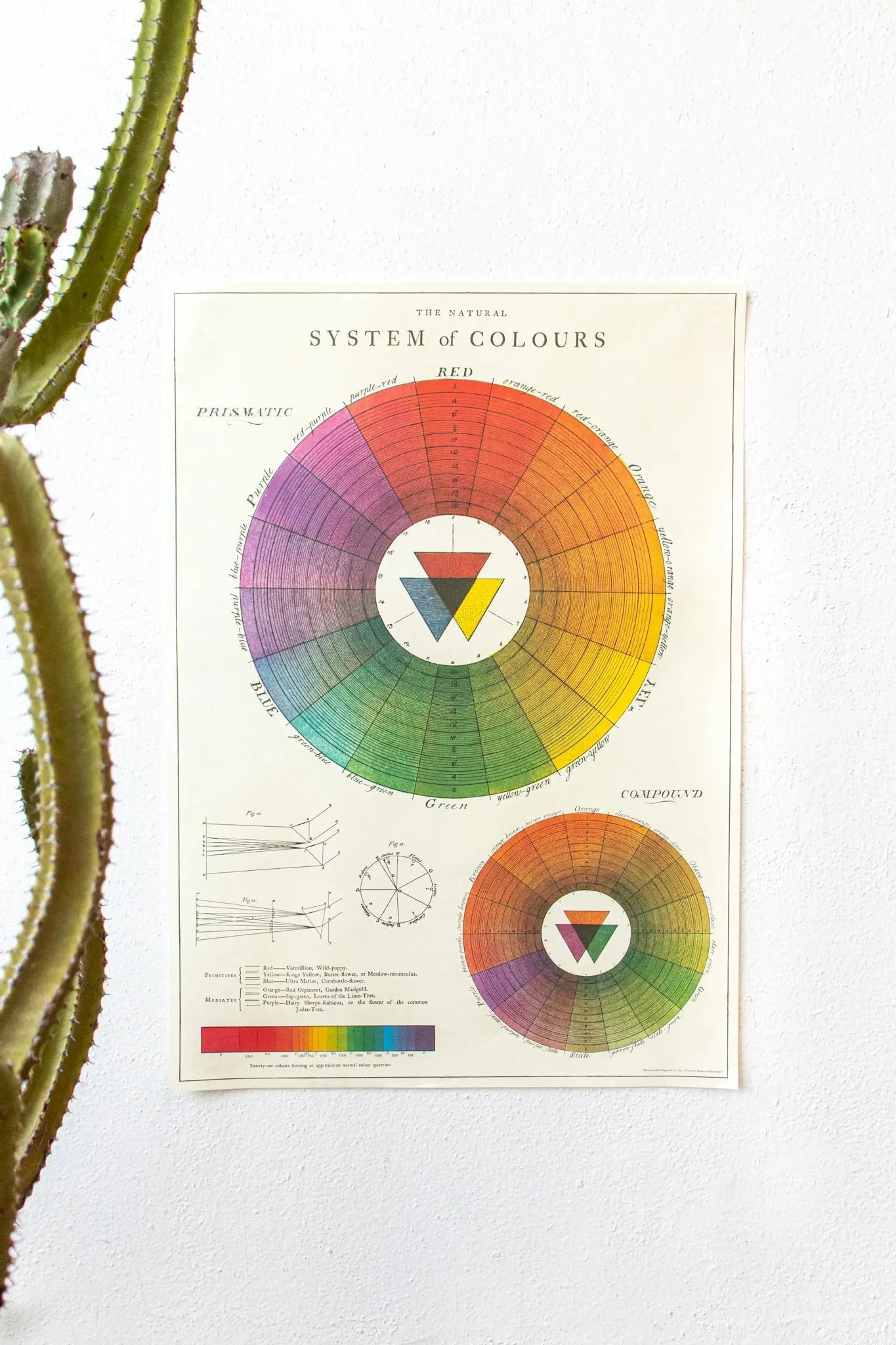 The System of Colors Scientific Chart - Charts from Stemcell Science Shop