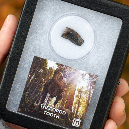 Theropod Tooth - Javelina Formation Fossil Fragment